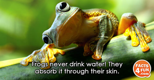 
Frogs never drink water! They absorb it through their skin.