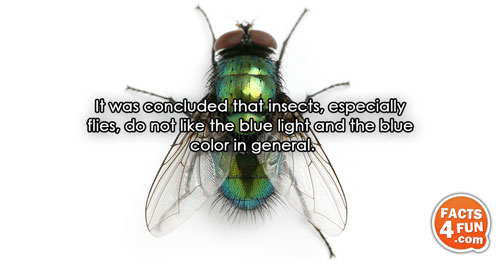 
It was concluded that insects, especially flies, do not like the blue light and the blue