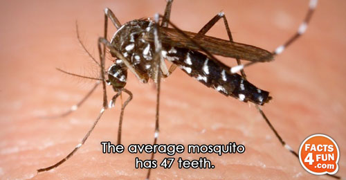 The average mosquito has 47 teeth.