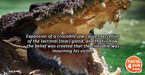 Expansion of a crocodile jaw causes secretion of the lacrimal (tear) gland, and that is how