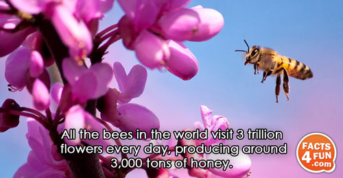 All the bees in the world visit 3 trillion flowers every day, producing around 3,000 tons
