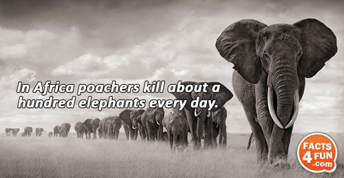 In Africa poachers kill about a hundred elephants every day.
