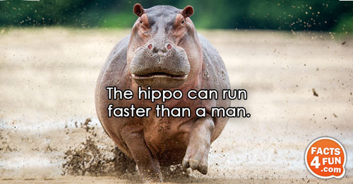 The hippo can run faster than a man.