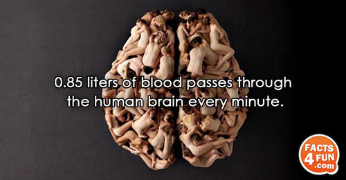 
0.85 liters of blood passes through the human brain every minute. 